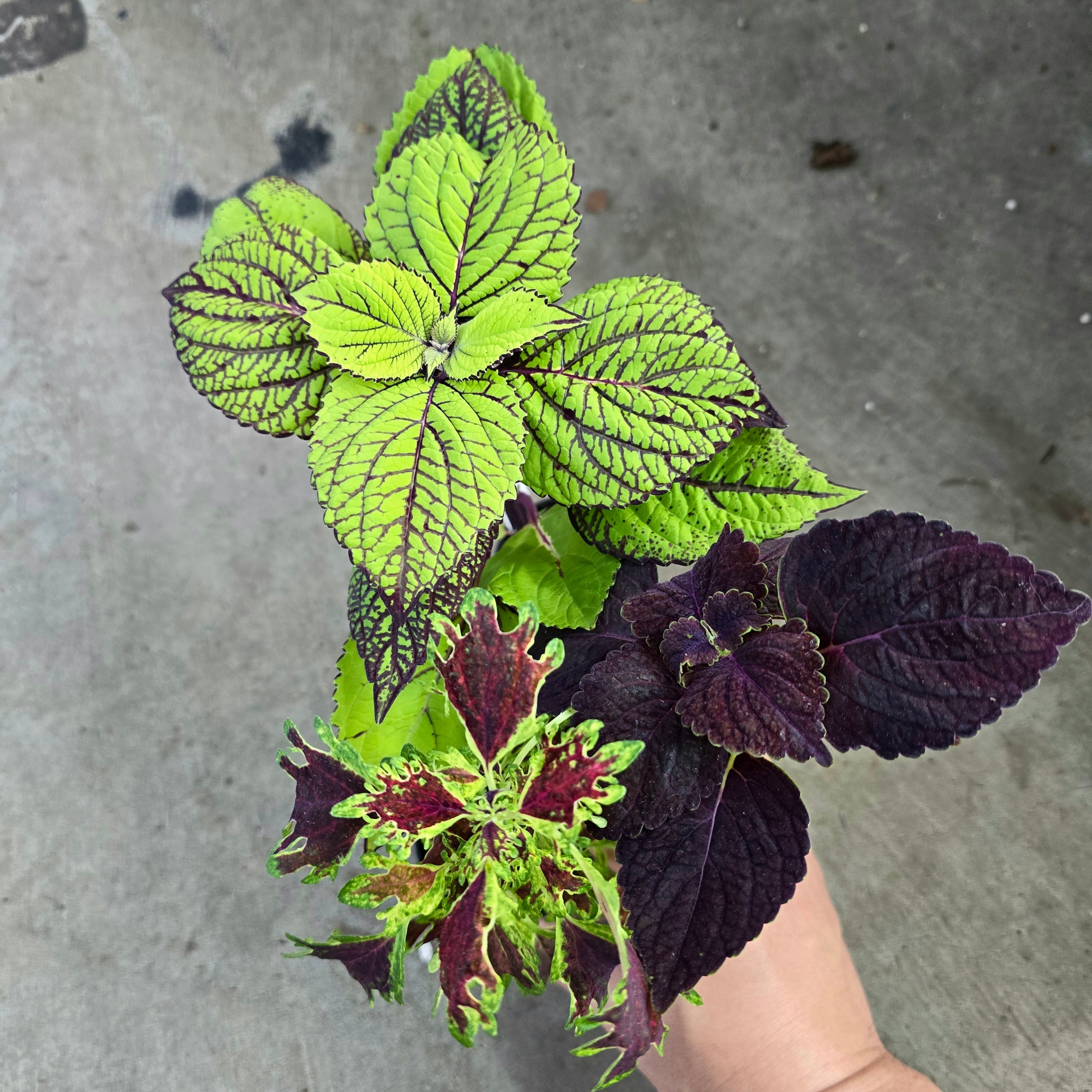 Coleus assorted -2 "
