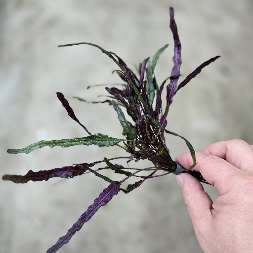Hemigraphis repanda - bunch