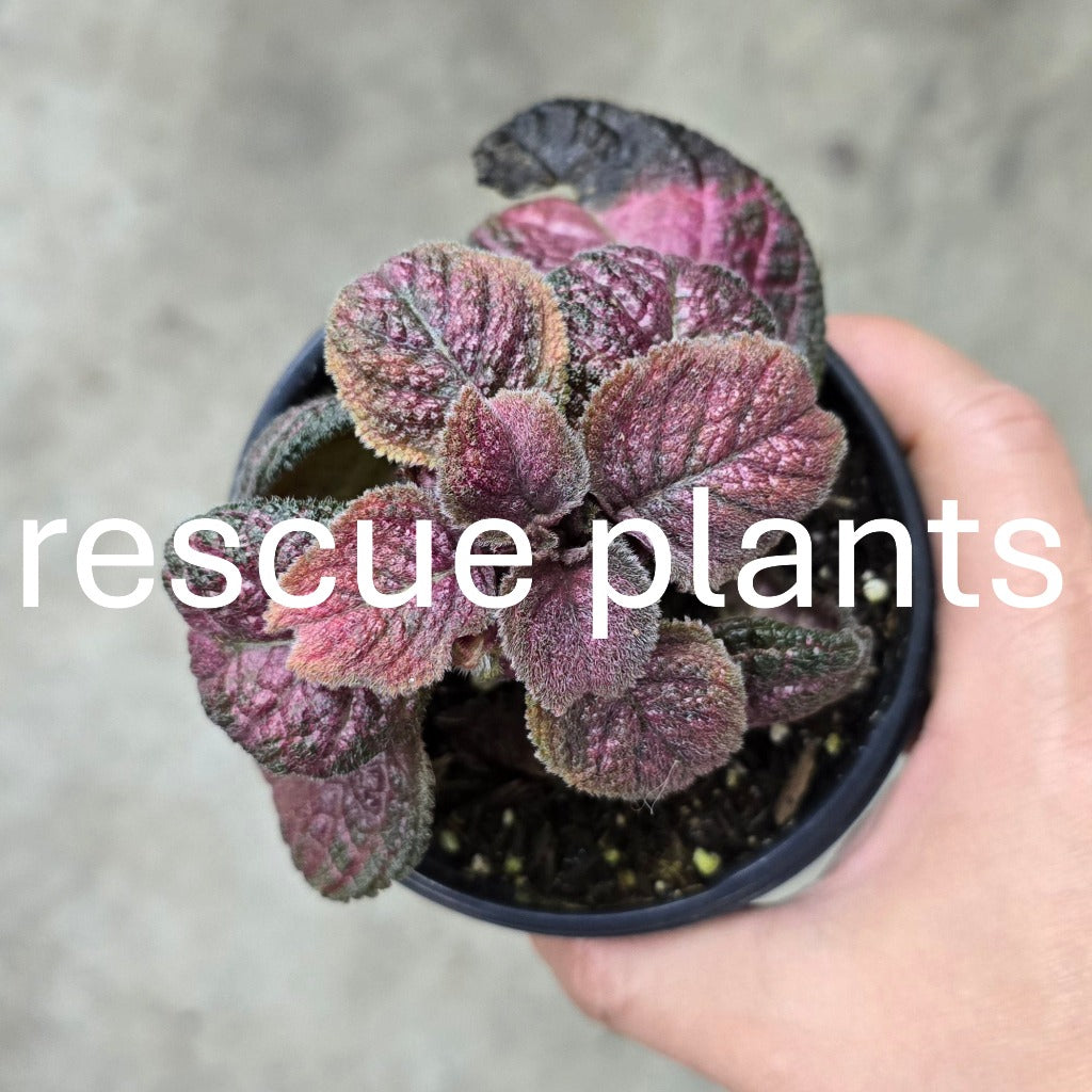 Episcia assorted - 4" (rescue)