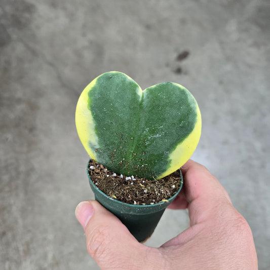 Hoya kerrii variegated - 2" (single leaf)