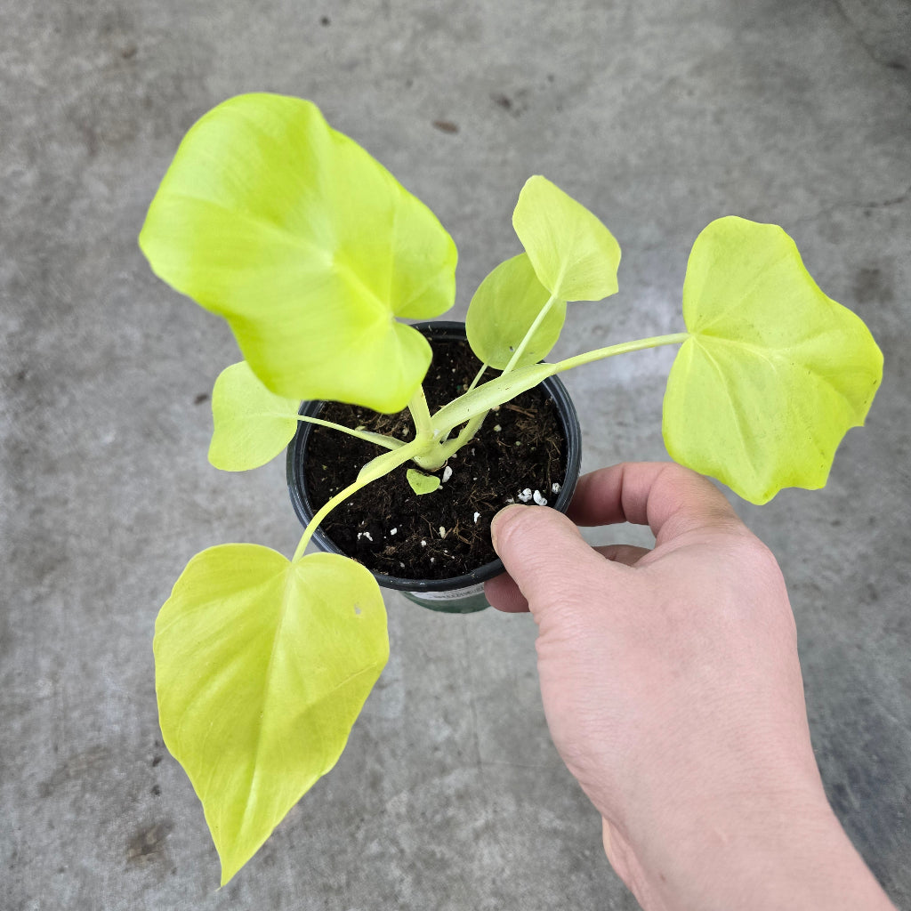 Philodendron war. 'Aurea-Flavum' - 4"
