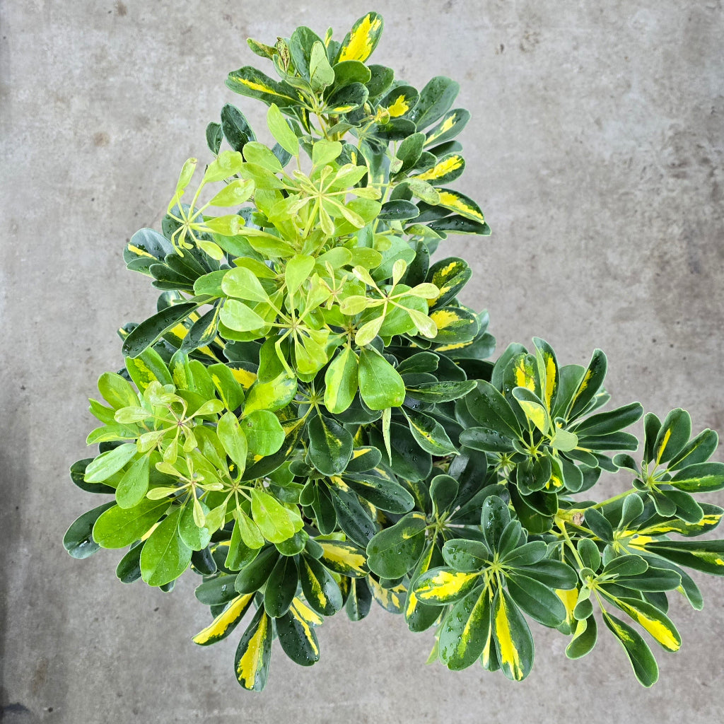 Schefflera arboricola ' Gold Capella' bush - 10" (no ship)