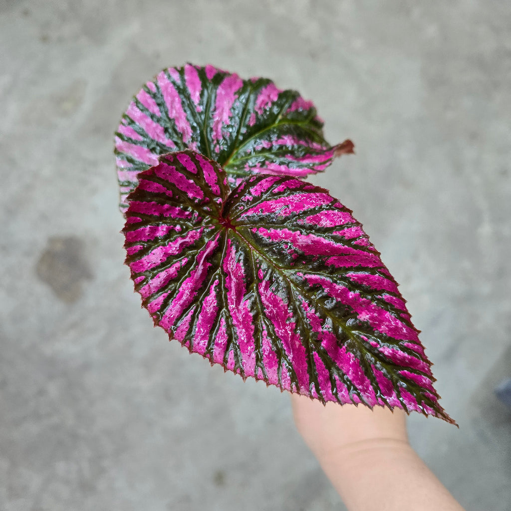 Begonia brevirimosa 'Exotica' - 2"