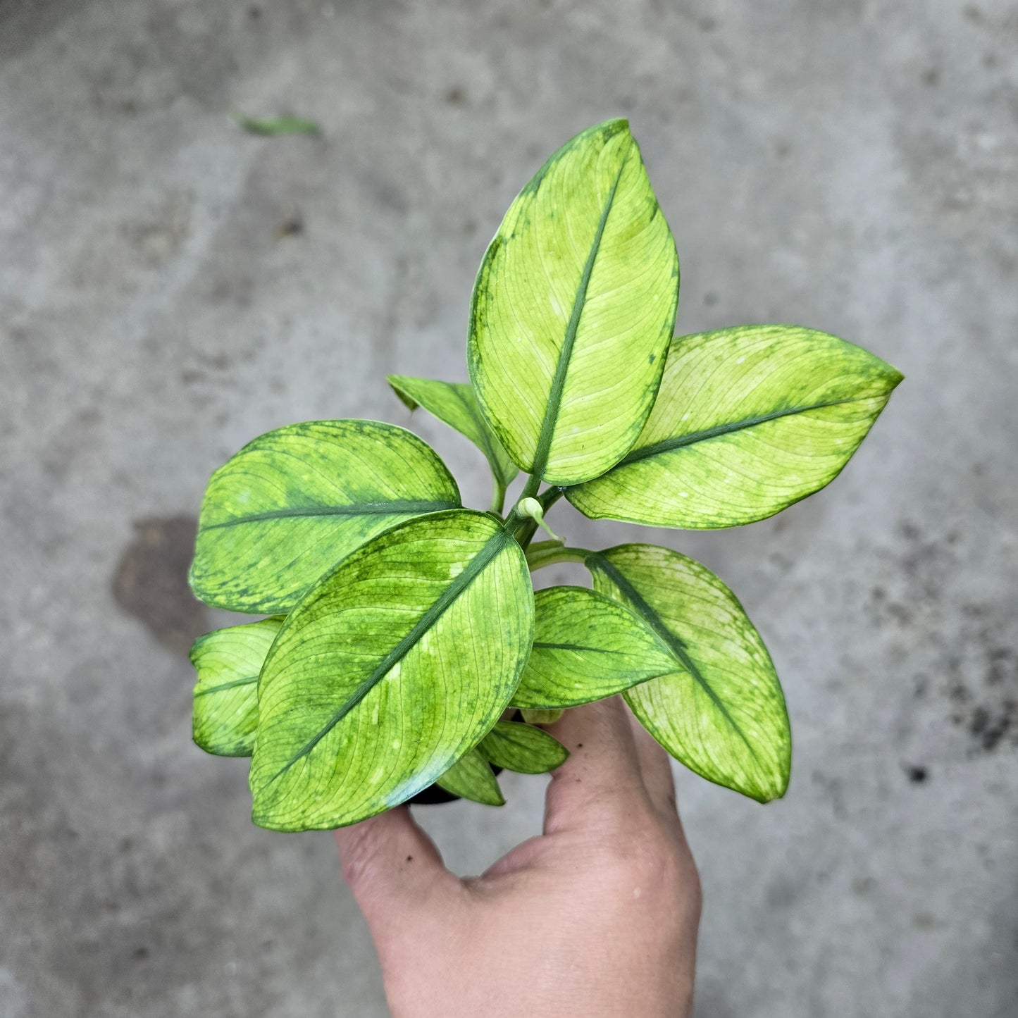 Dieffenbachia Assorted - 2"