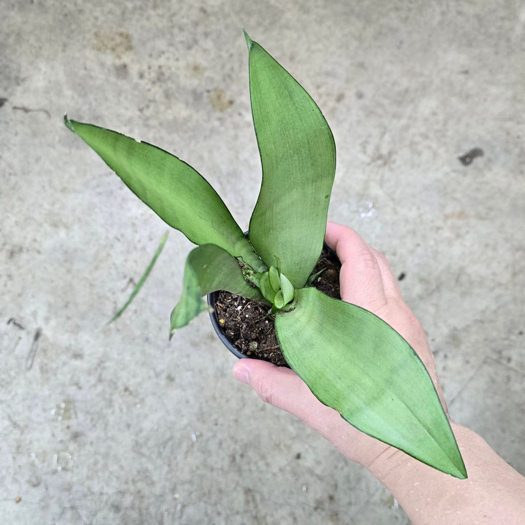 Sansevieria trifasciata 'Moonshine' - 4" (rescue)