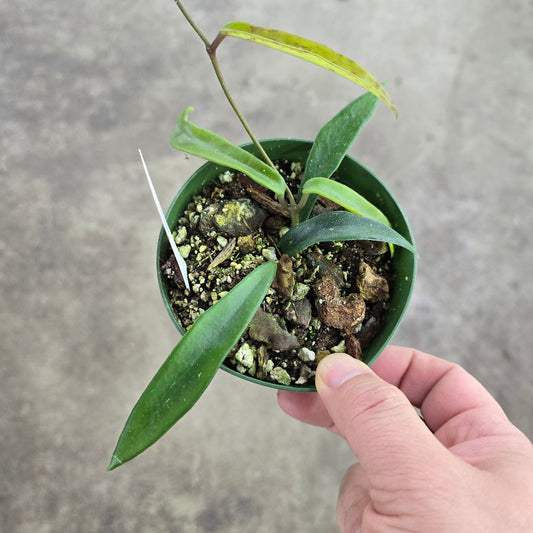 Hoya 'minibelle' - 4"