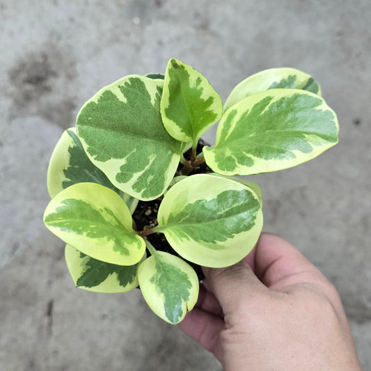 Peperomia Obtusifolia Variegated - 4"
