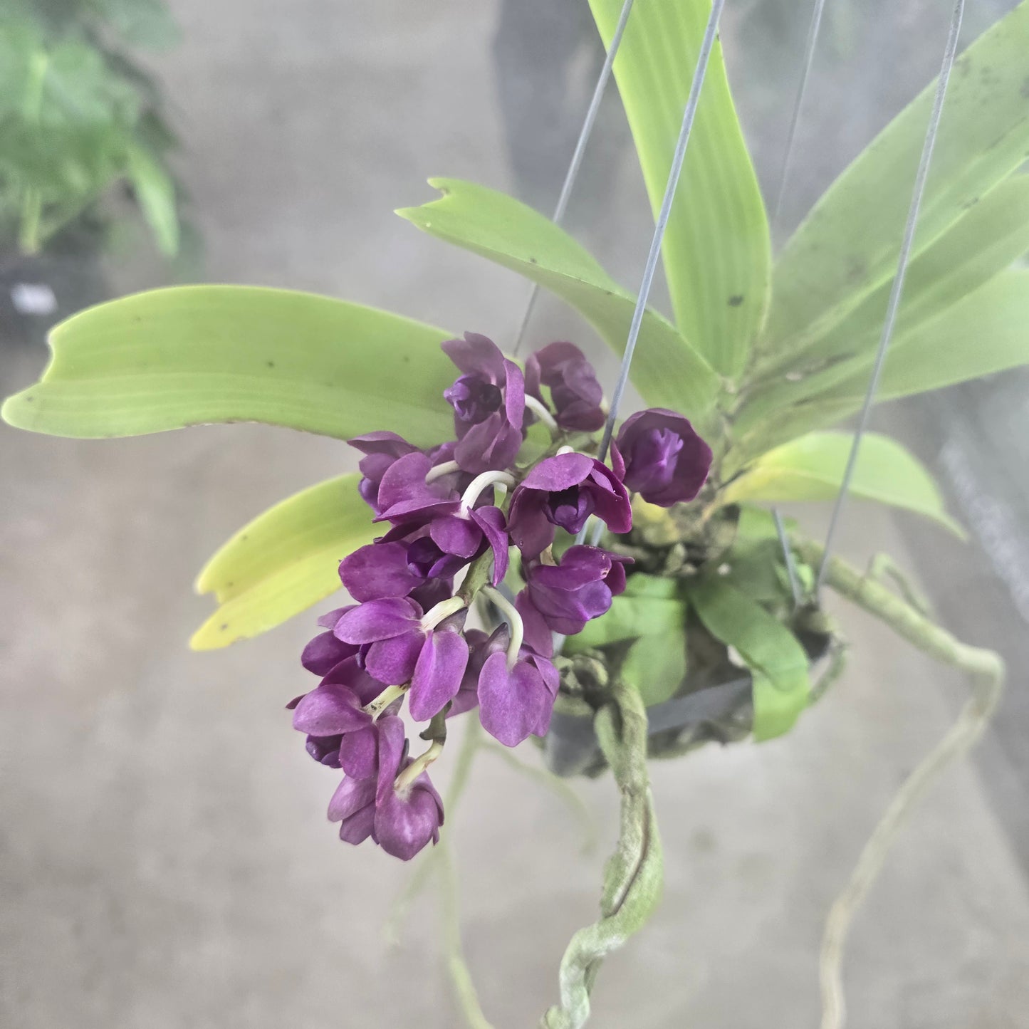 Vanda Orchid - HB 4"
