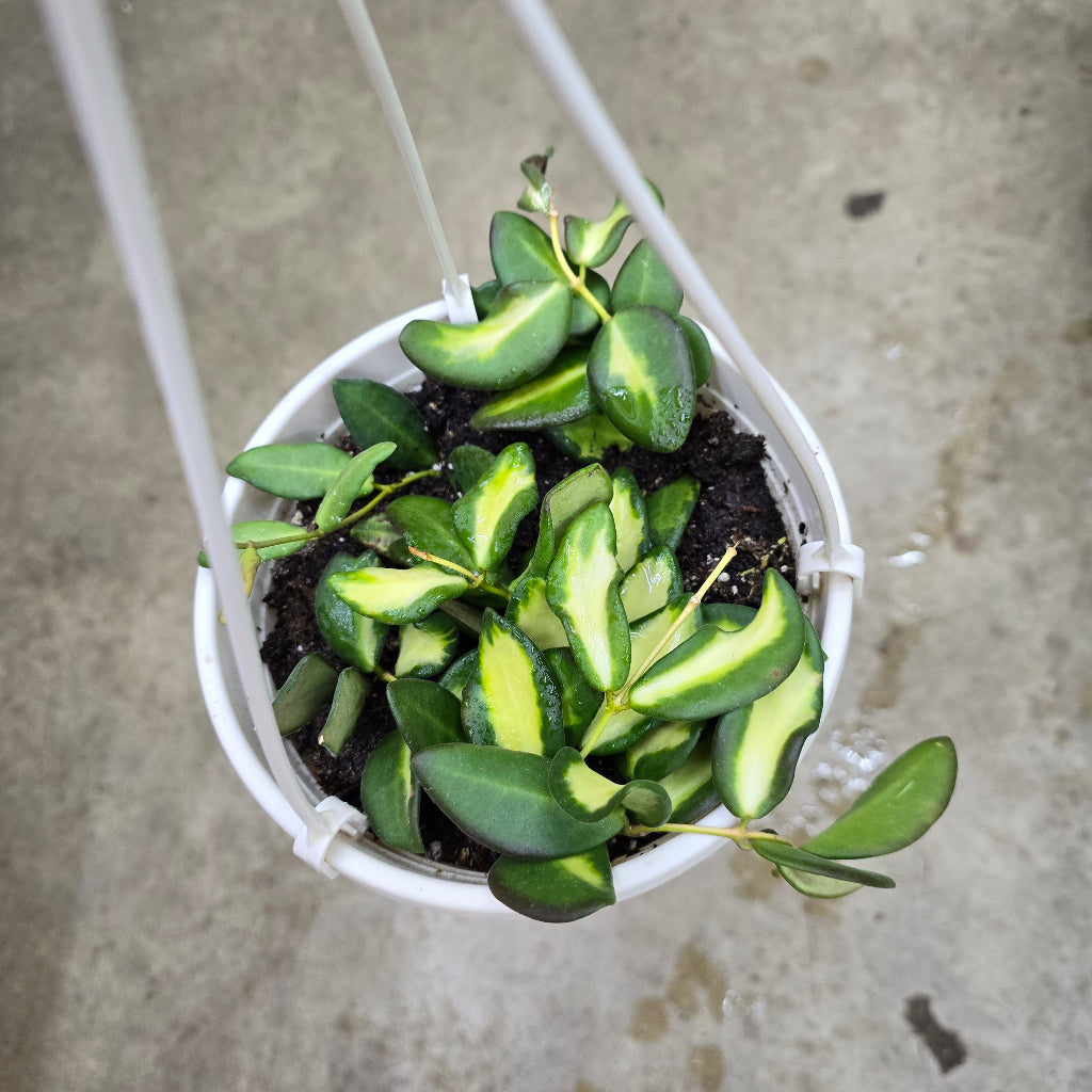 Hoya 'DS 70 Variegated' - 6" HB