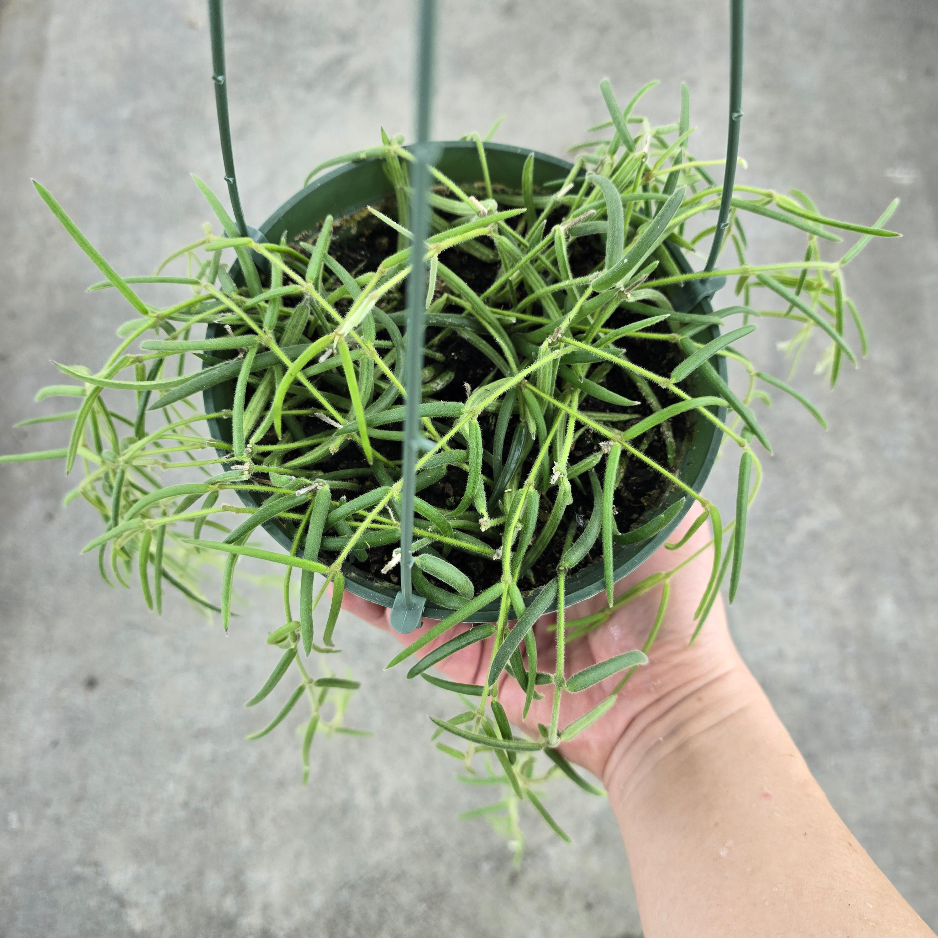Hoya linearis - 6" HB
