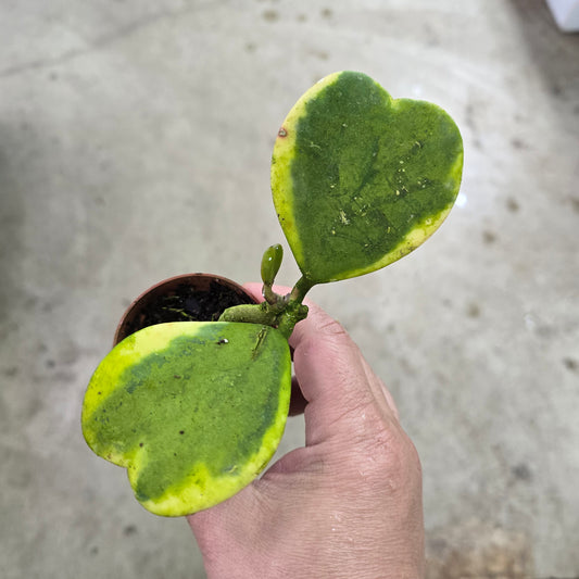 Hoya assorted - 2" (rescue)