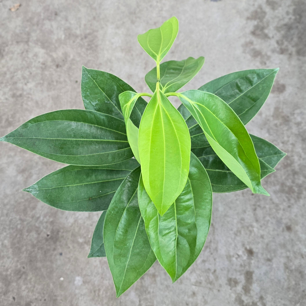 Cinnamomum verum - 10"
