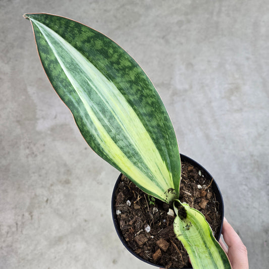 Sansevieria masoniana  'Variegata White' - 6"