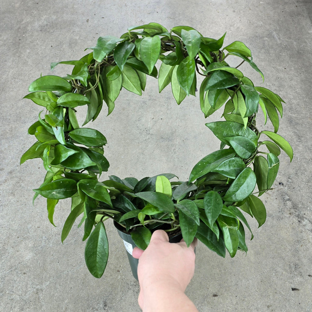 Hoya carnosa - Hoop - 6"