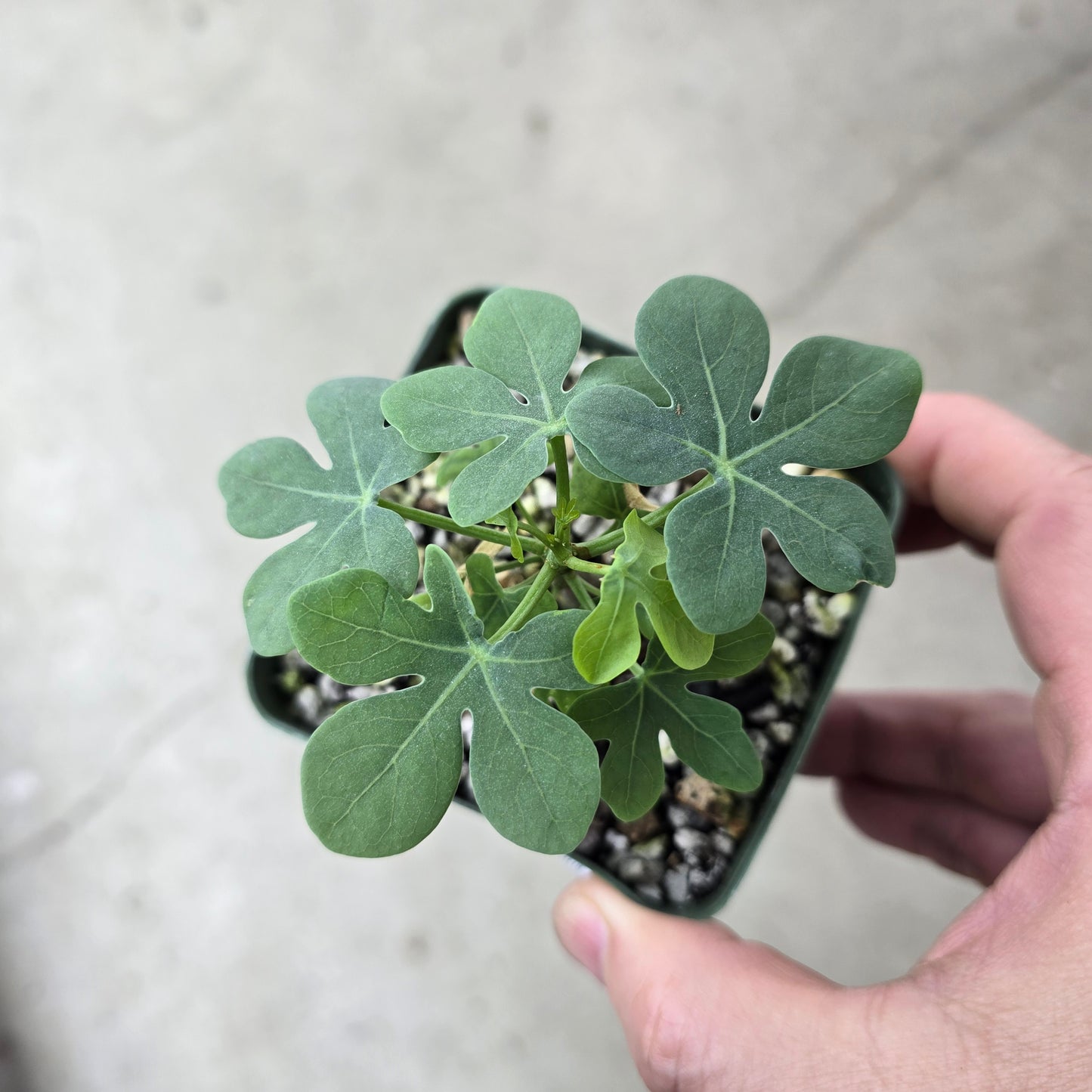 Adenia glauca - 4"