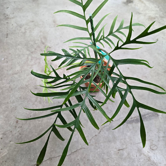 Philodendron polypodioides - 4"