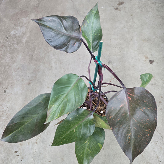 Philodendron Orange Princess - 6"
