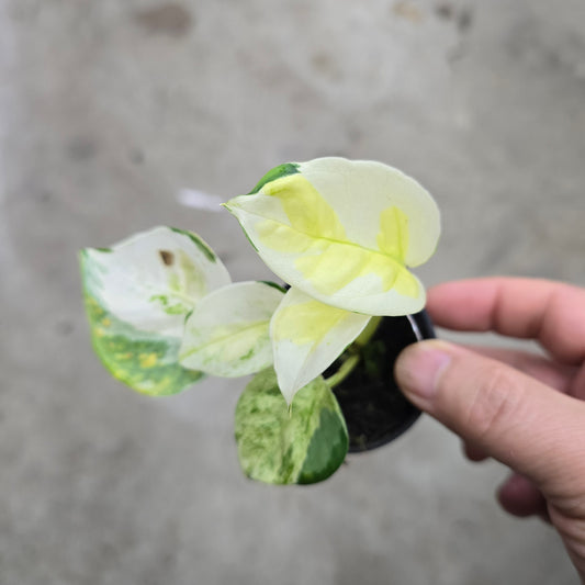 Epipremnum 'global japan' - 2"