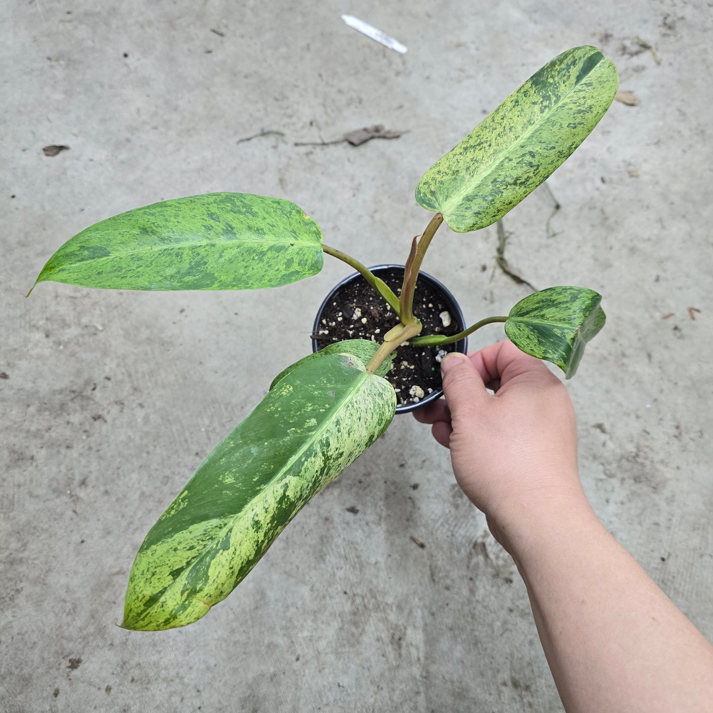 Philodendron 'Whipple Way Mint' - 4"