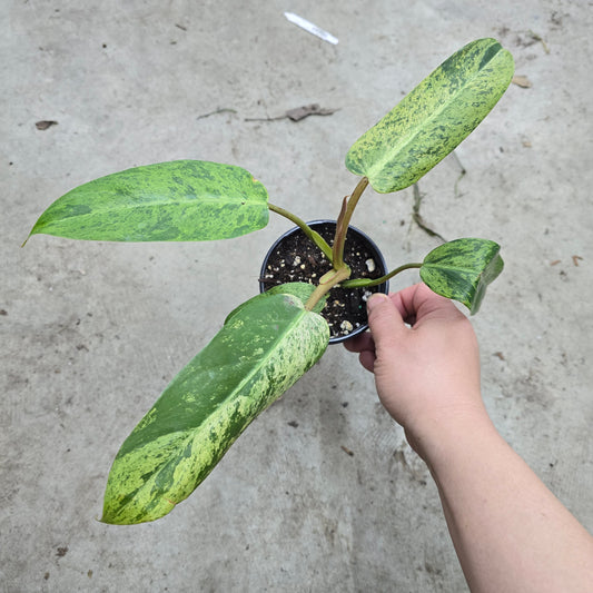 Philodendron 'Whipple Way Mint' - 4"