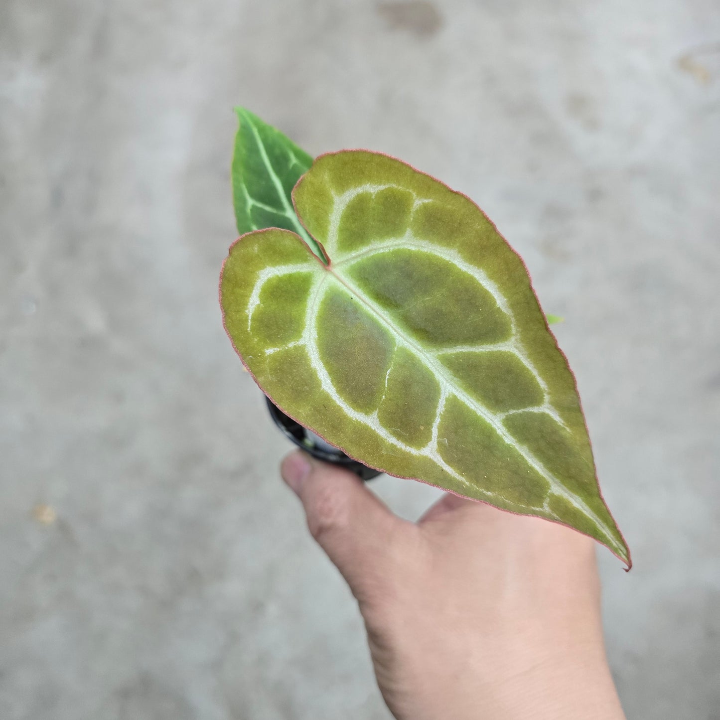 Anthurium crystallinum hybrid - 2"
