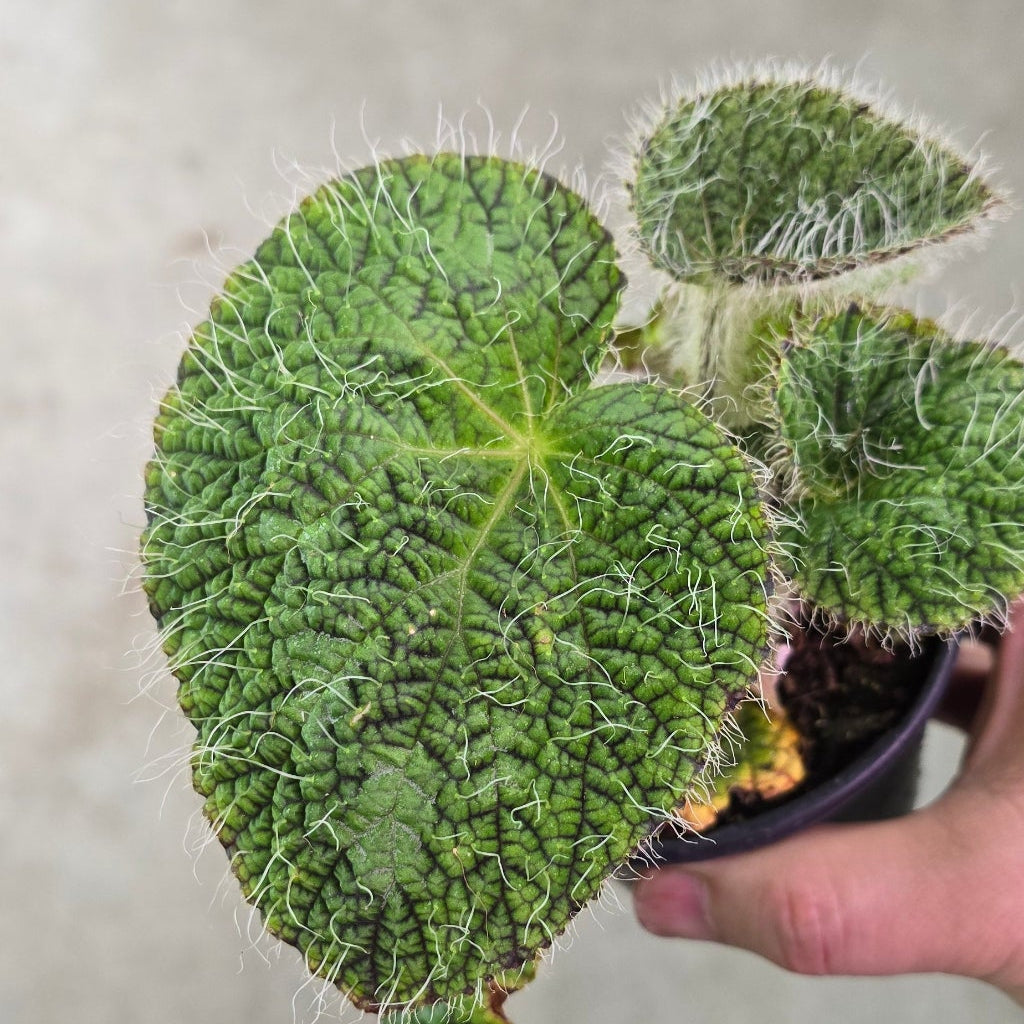 Begonia longiciliata - 4"