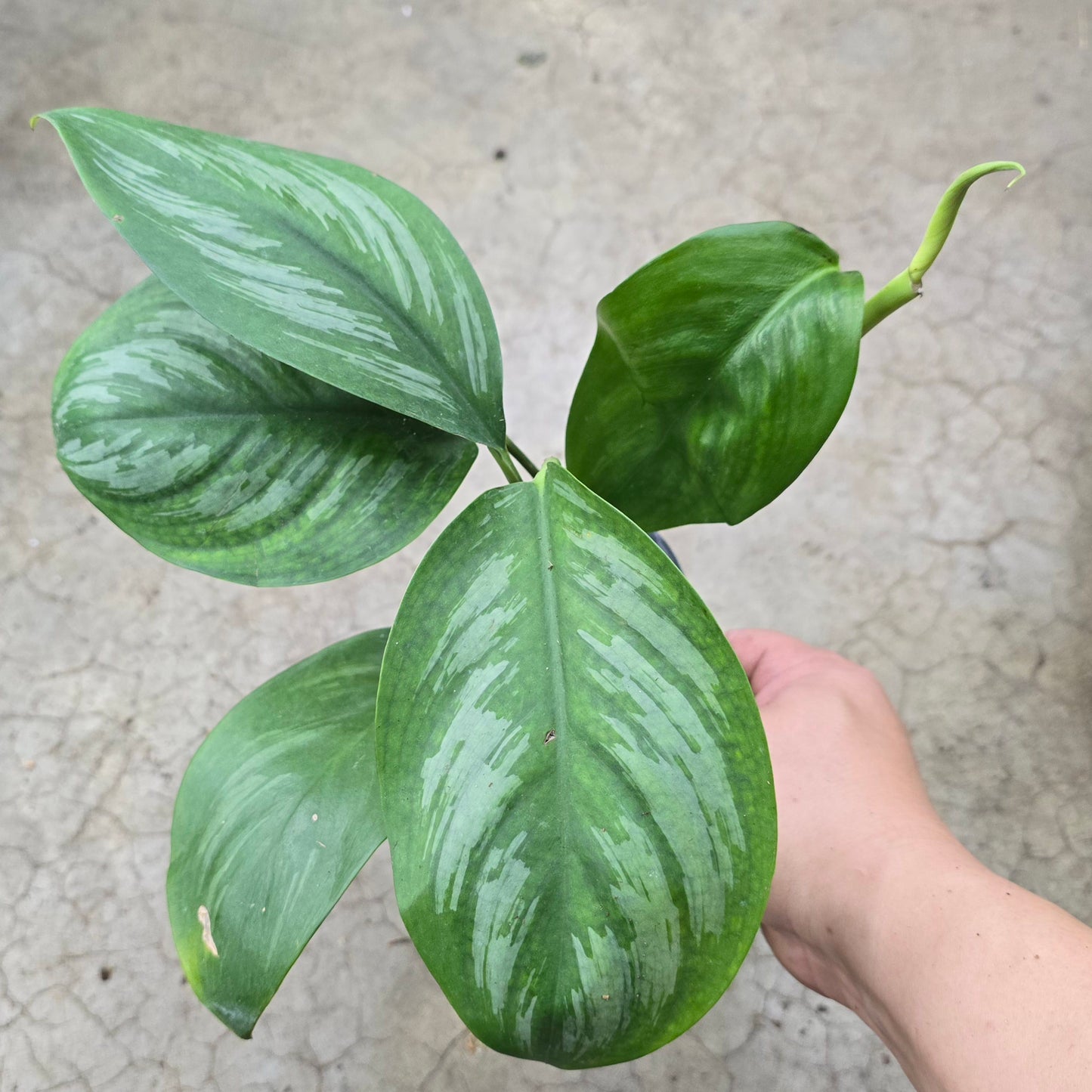 Scindapsus officinalis - 4"