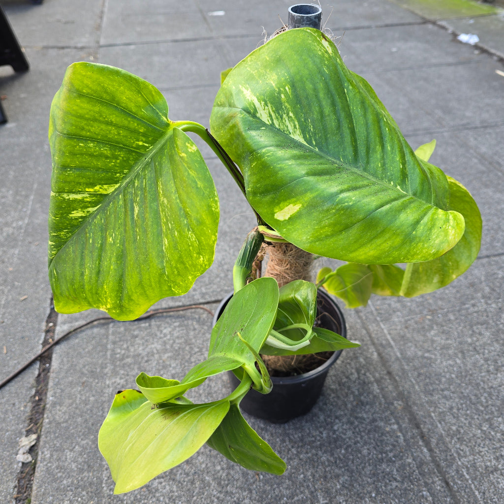 Epipremnum 'Golden Hawaiian' - 4"