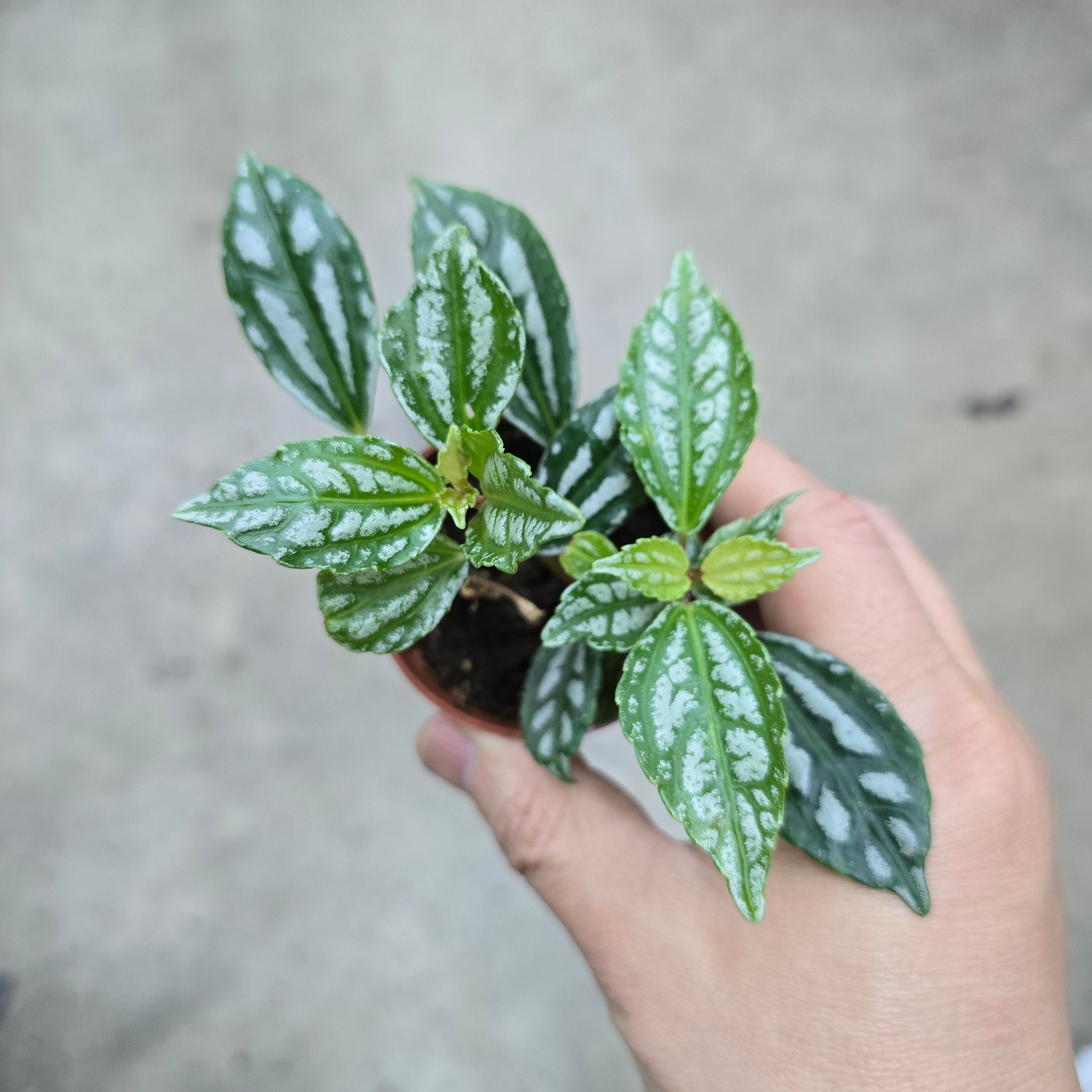 Pilea cadierei - 2"