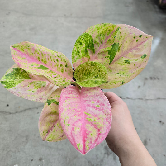 Aglaonema 'Pink Emerald' - 4"
