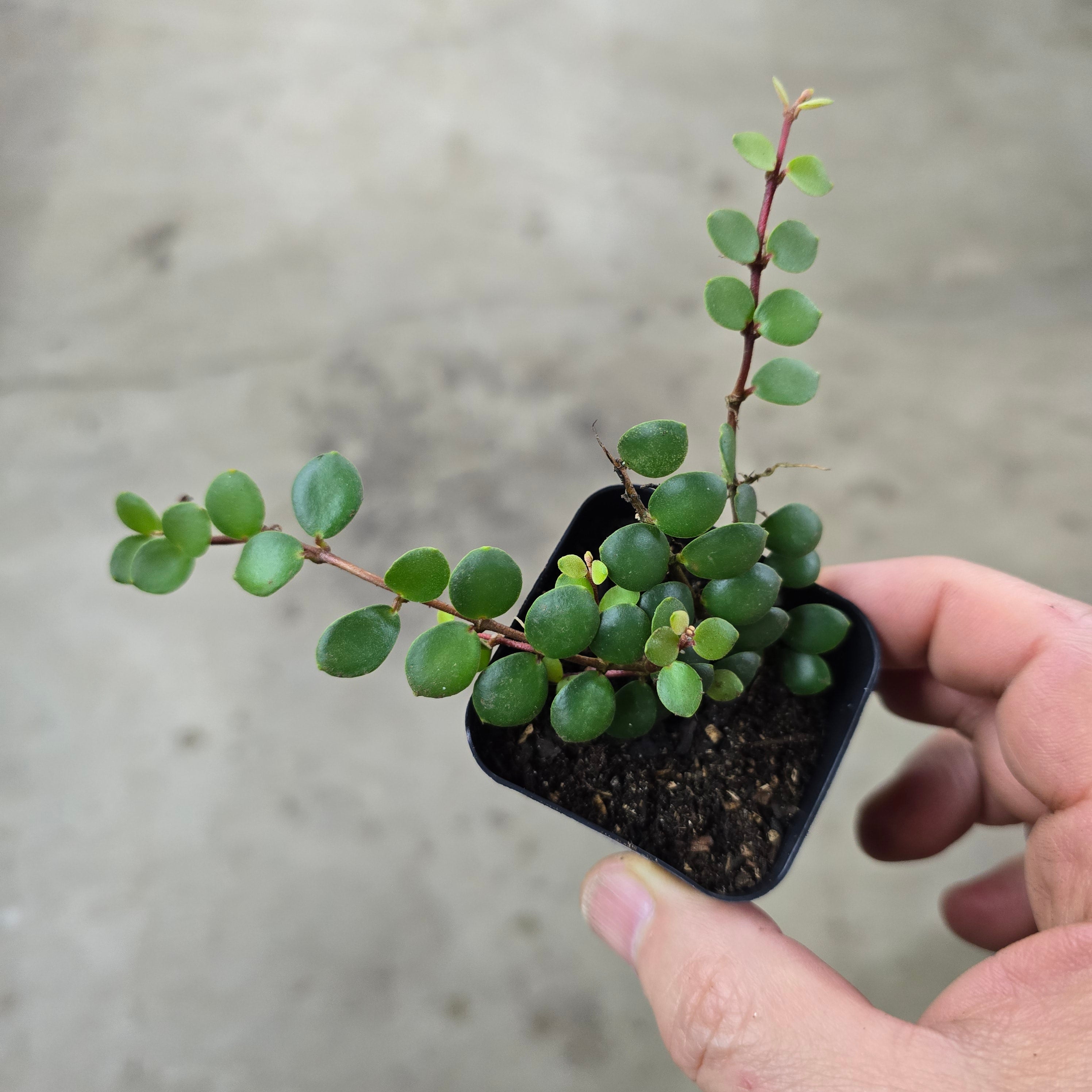 Medinilla sedifolia - 2"