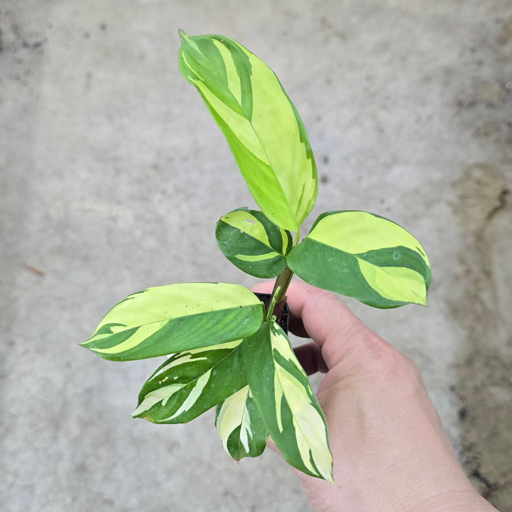 Ctenanthe lubbersiana 'Golden Mosaic' - 2"