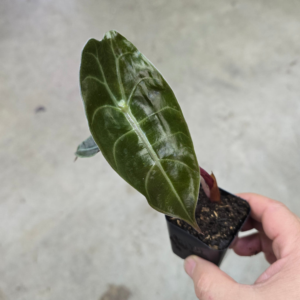 Alocasia watsoniana - 2"