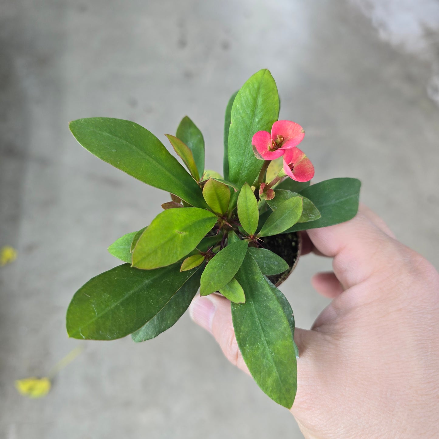 Euphorbia milii - 2"