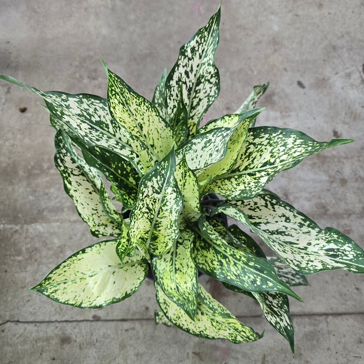 Aglaonema 'Spring Snow' - 6"