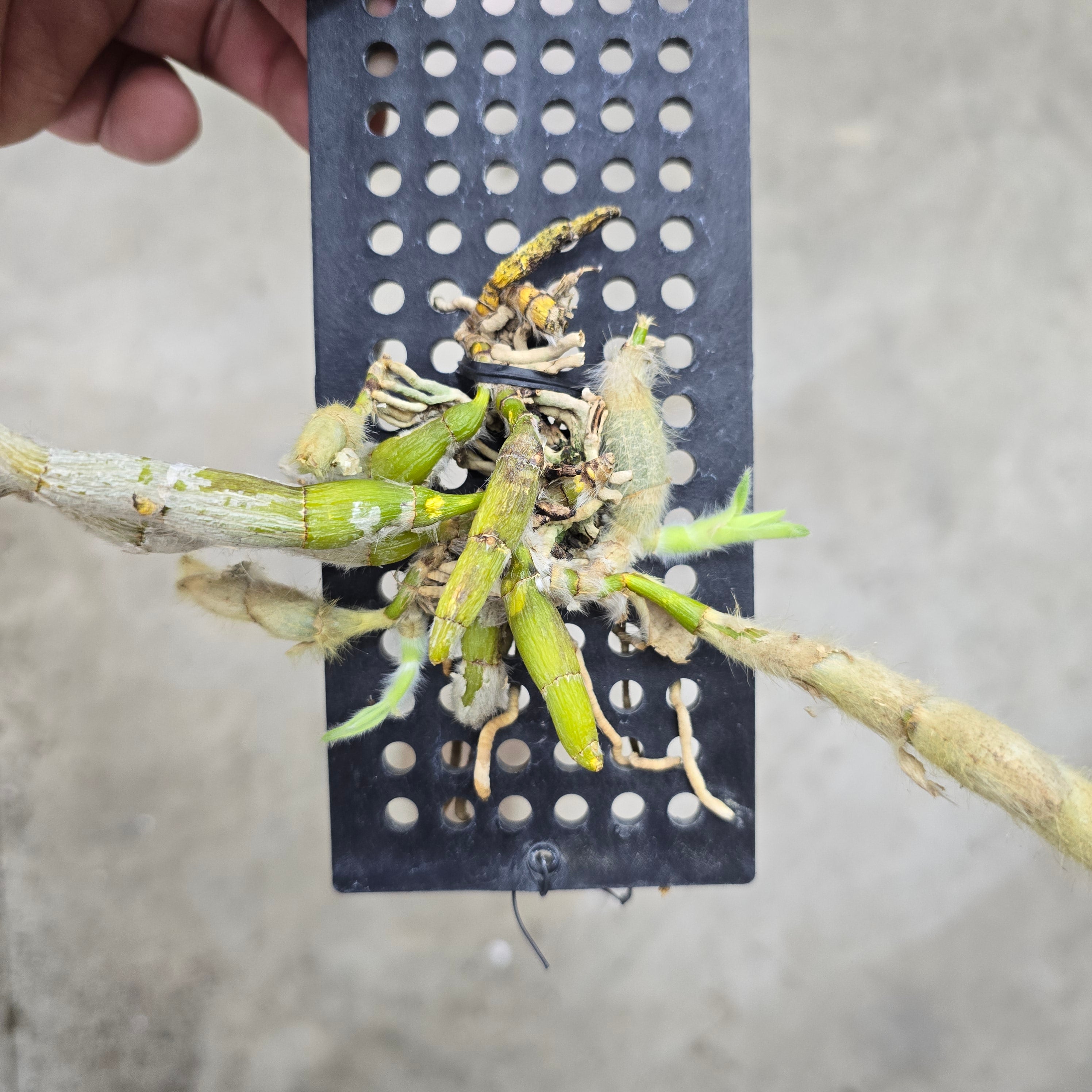 Dendrobium 'Senile'