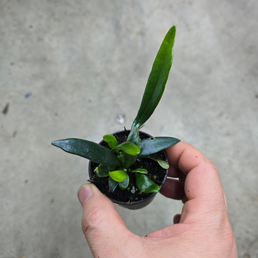 Microsorum thailandicum - 2"