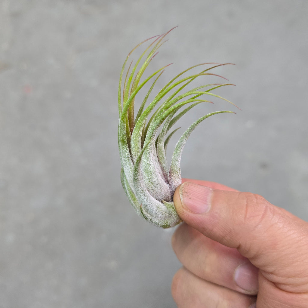 Ionantha scaposa (2-3")