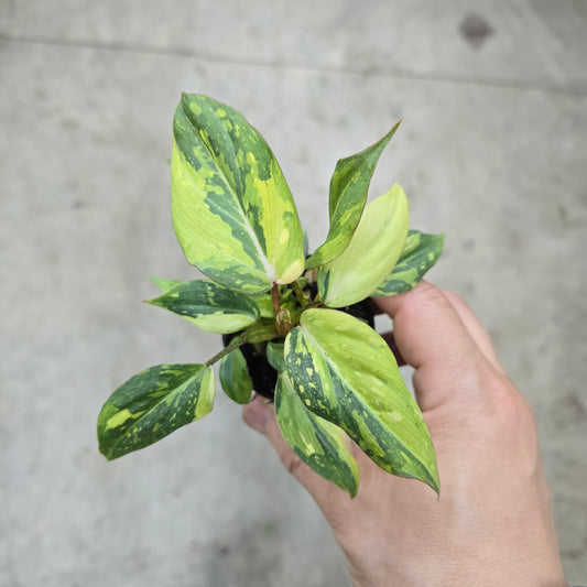 Philodendron gloriosum  'Variegata' -  2"