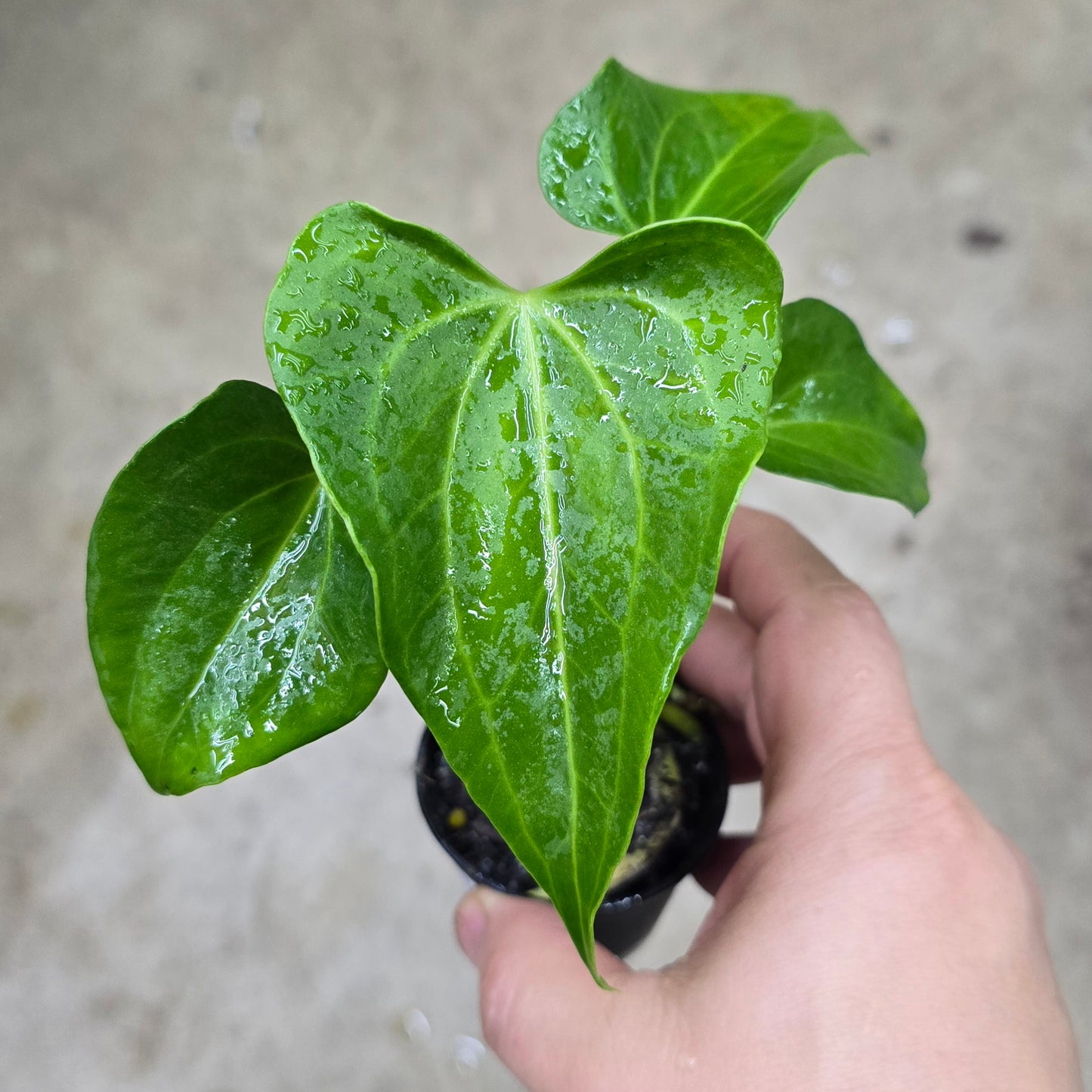 Anthurium 'Delta Force' - 2" (TC)