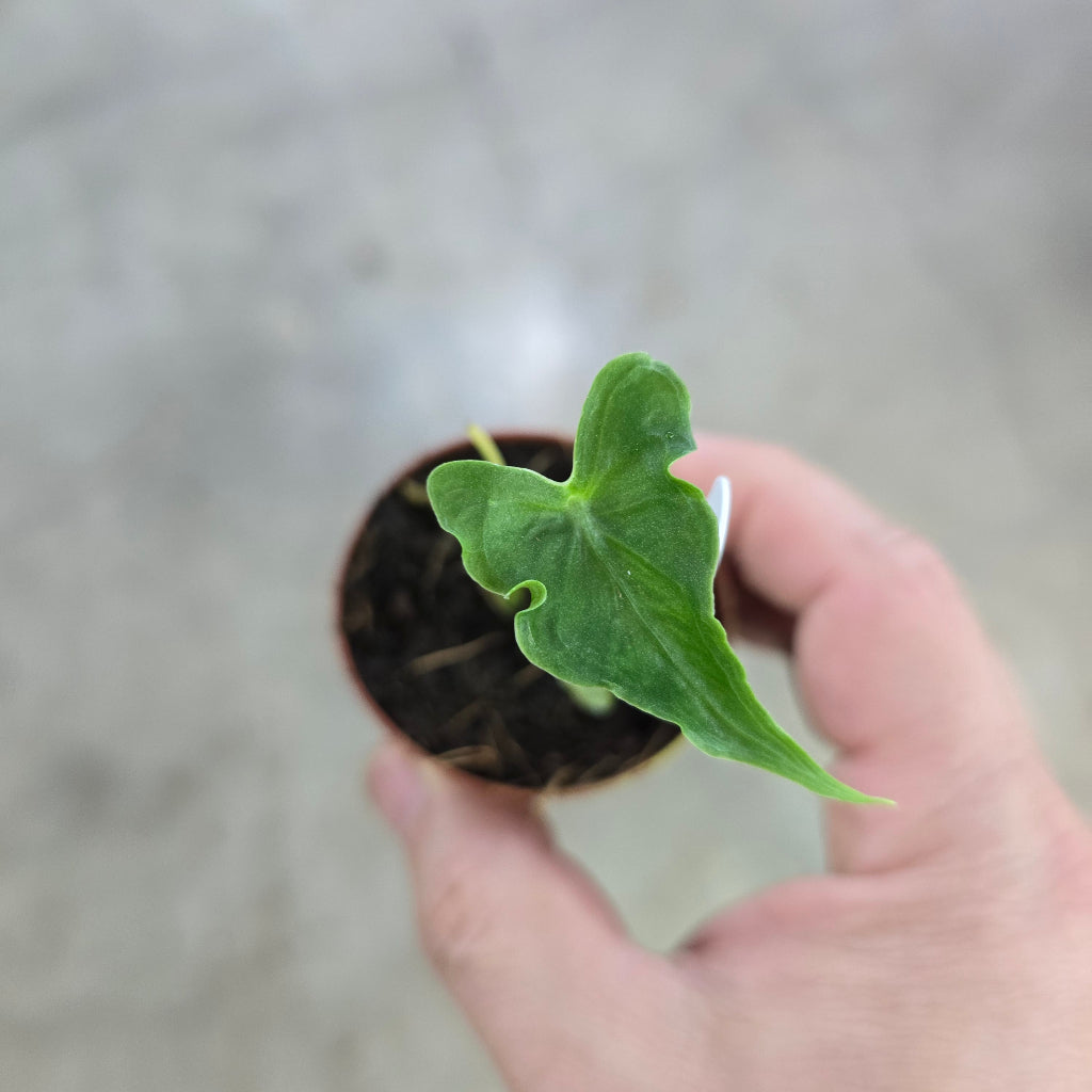 Alocasia 'telletubby' - 2"