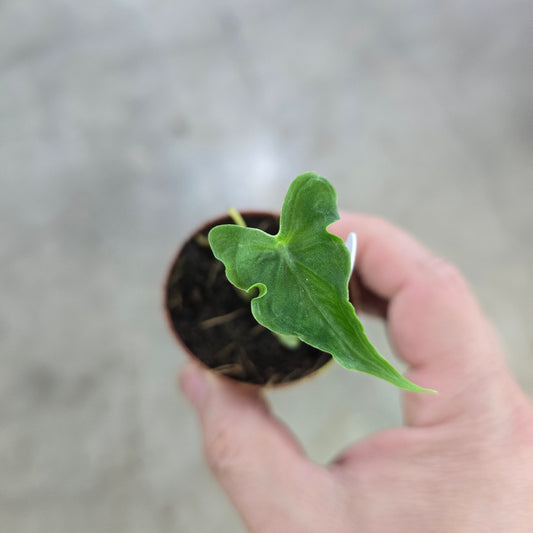 Alocasia 'telletubby' - 2"