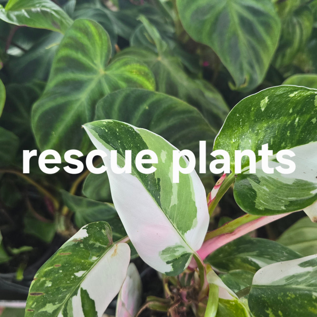 Aroids Assorted - 4" (rescue)