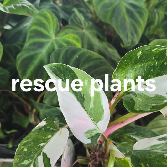 Aroids Assorted - 4" (rescue)