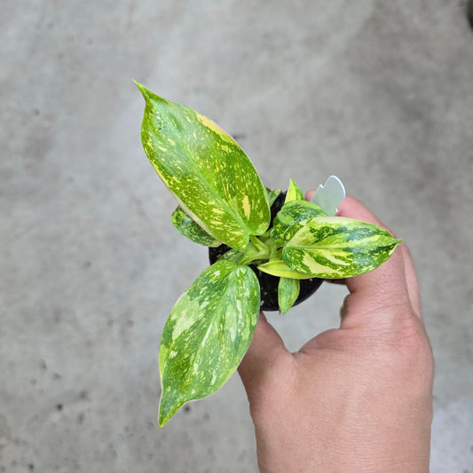 Philodendron 'Congo  Green Marble Variegated' - 2"