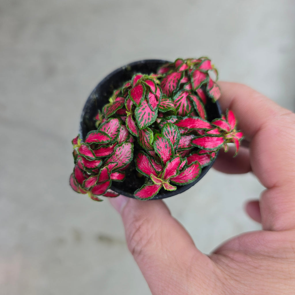Fittonia albivenis 'Little Fire Red' - 2"