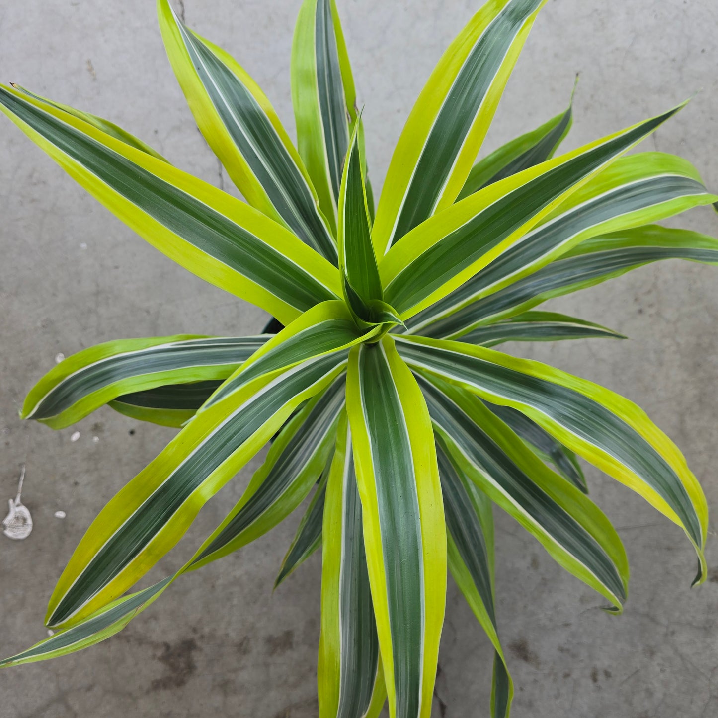 Dracaena "Lemon Lime" - 8"