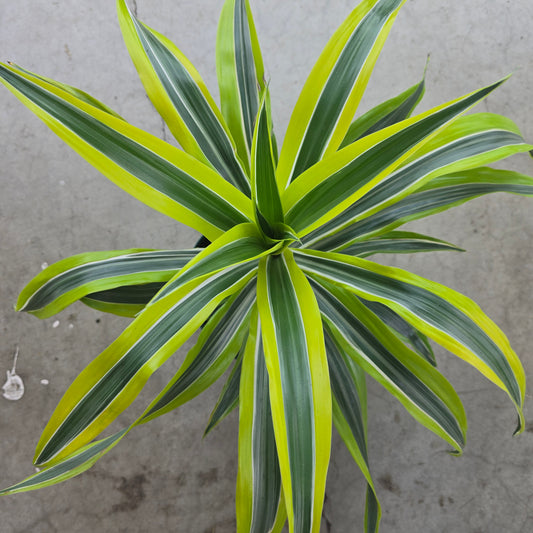 Dracaena "Lemon Lime" - 8"
