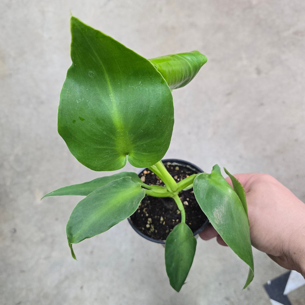 Philodendron rugosum 'Aberrant' - 4"
