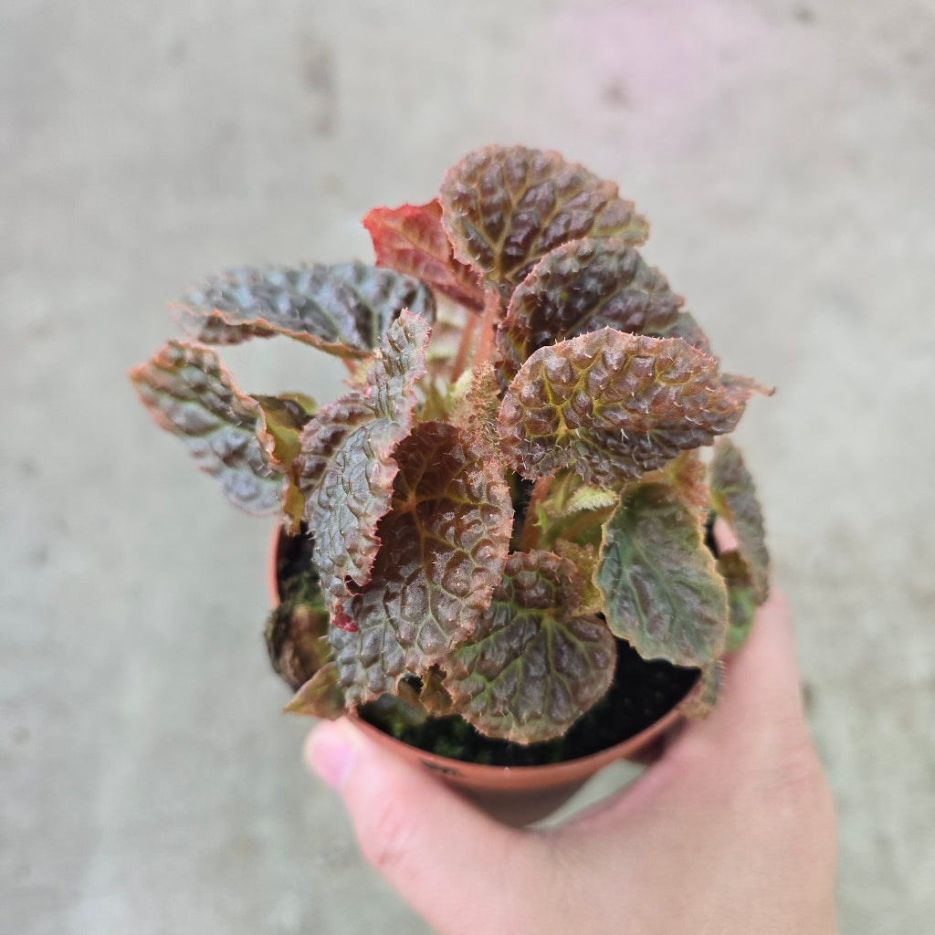 Begonia 'Ruby Dragon' - 4"